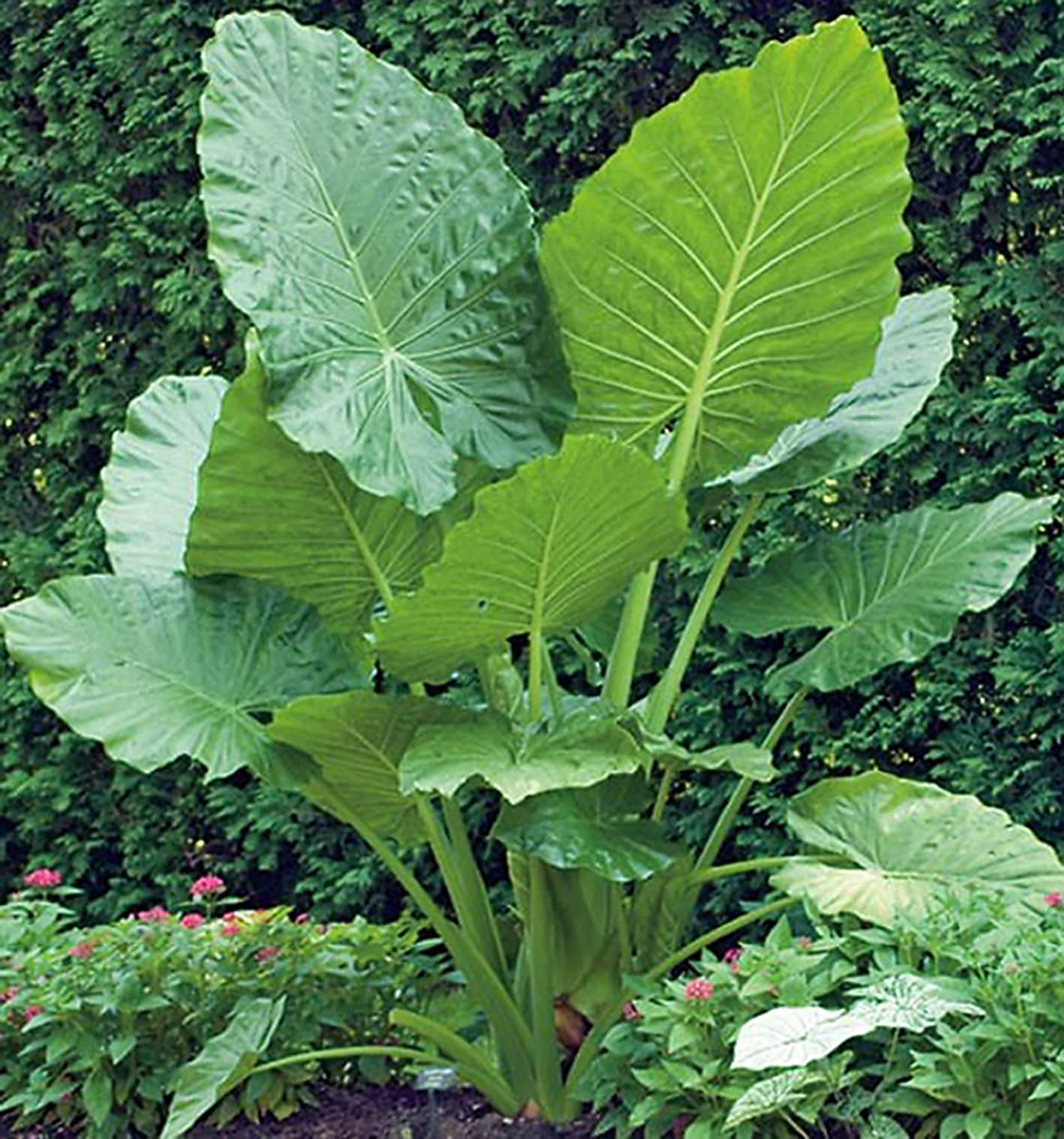 Are Elephant Ear Plants Harmful To Dogs