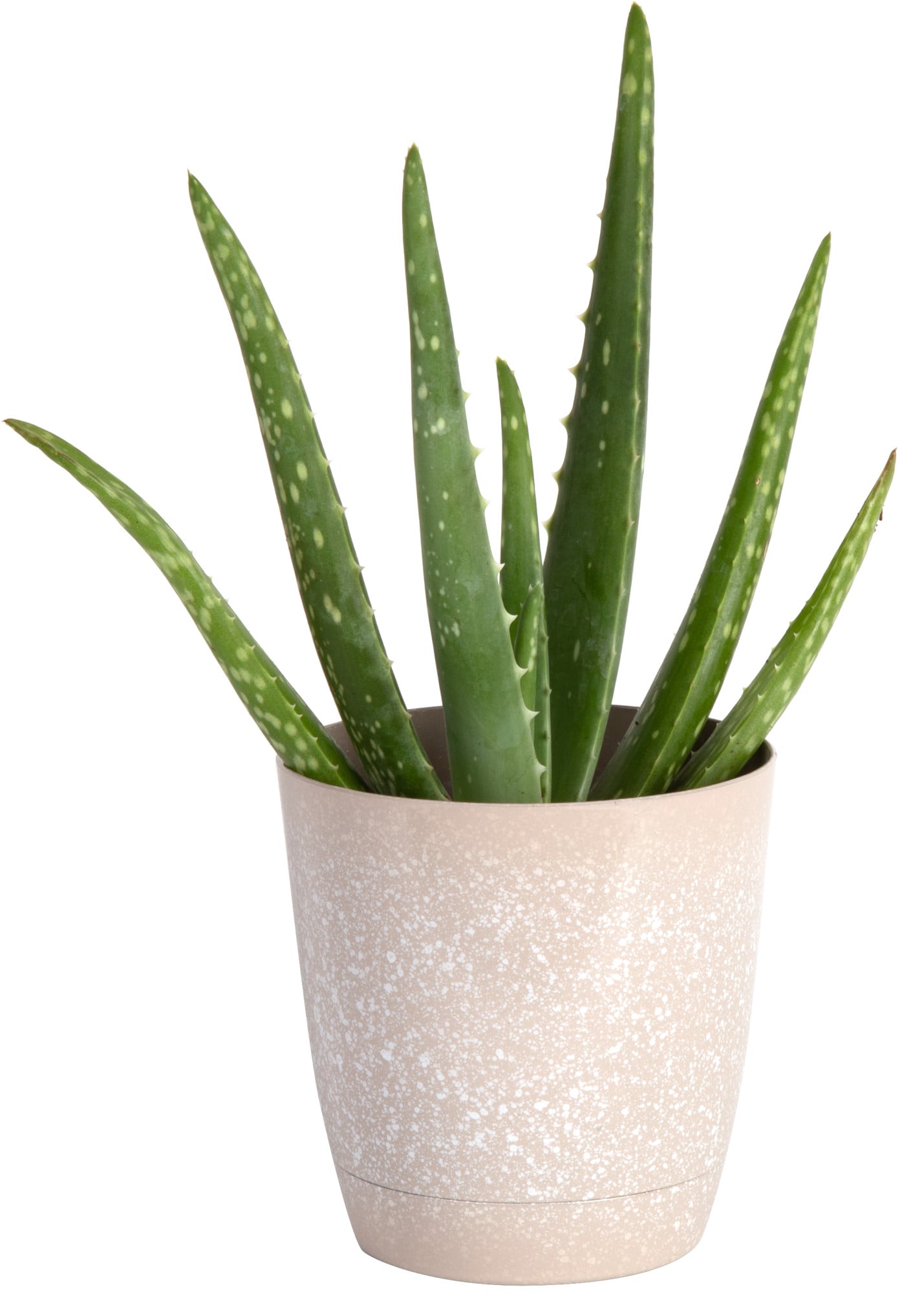 12 to 14-Inches Tall Costa Farms Aloe Vera Live Indoor Plant Fresh From Our Farm 2-Pack Ships in Grow Pot 