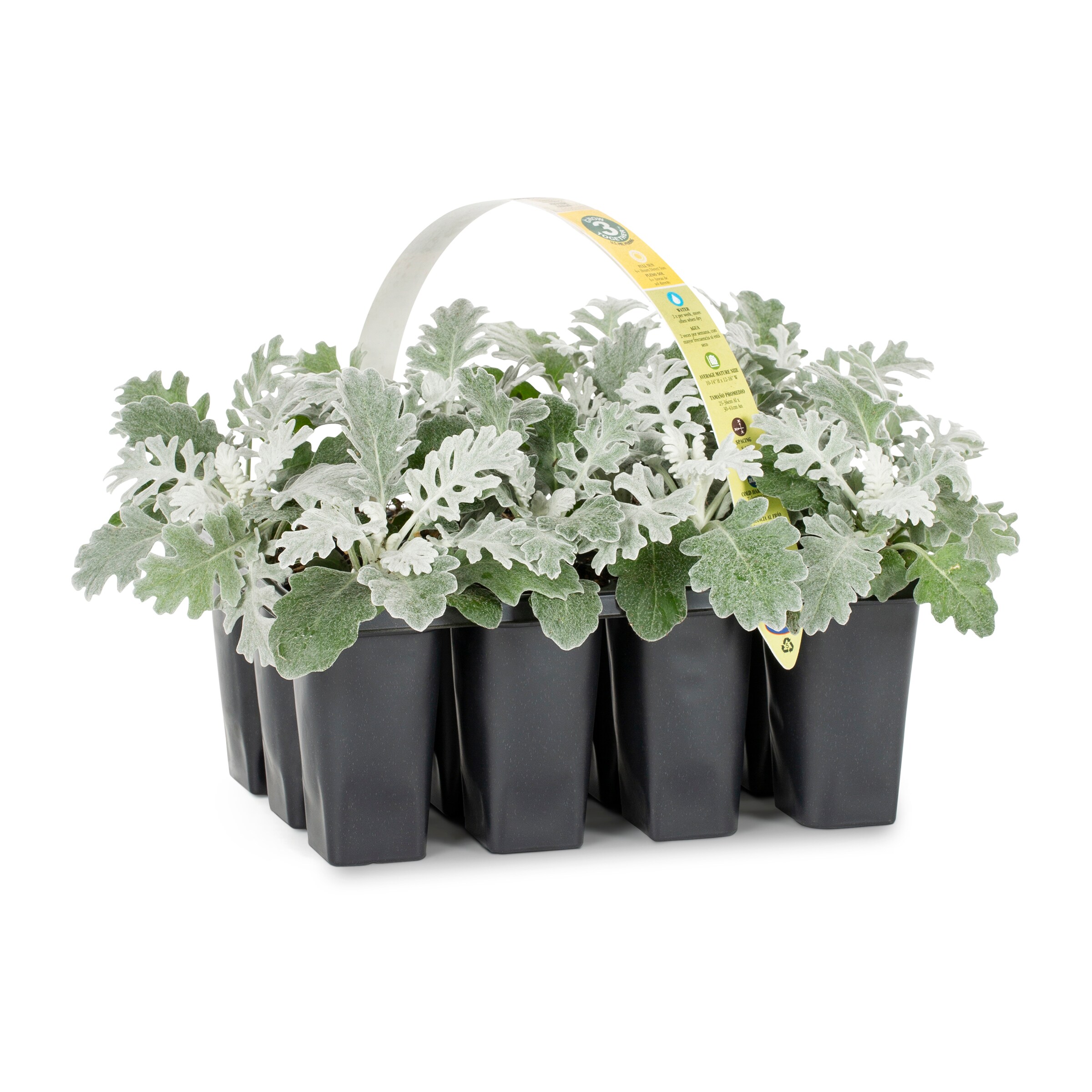 Lowe's No Flowers Dusty Miller in 20 Pack Tray in the Annuals ...