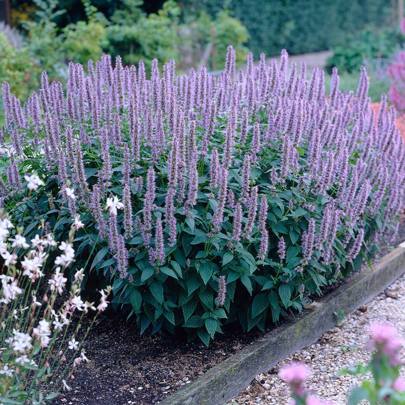 Agastache Blue Fortune Plant Bulbs At Lowes