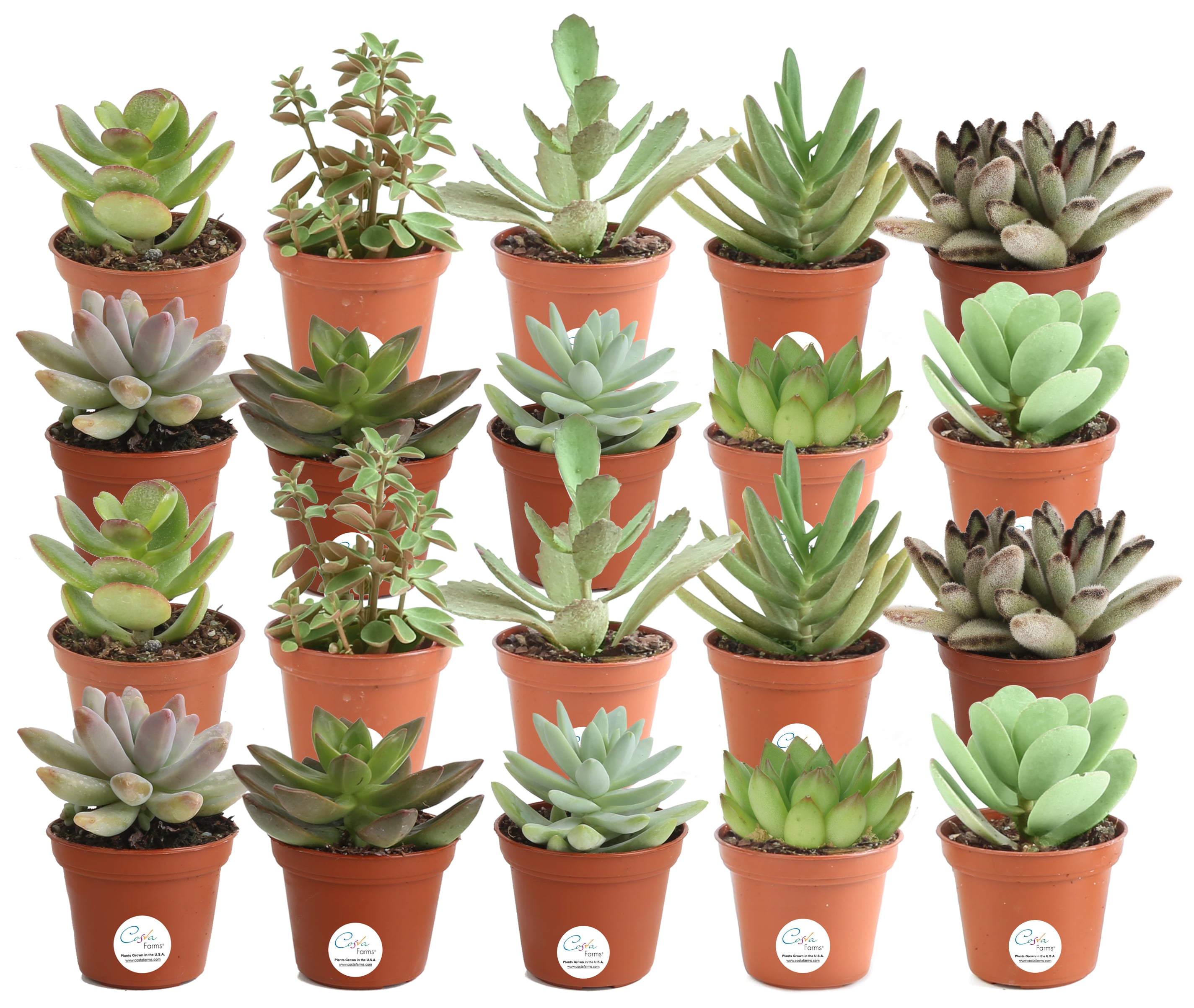 Succulents 2 Mini Terracotta Pot & String of Succulent Varieties Perfect for Small Cuttings