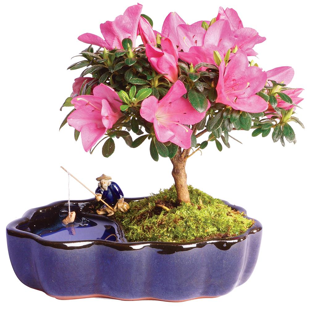 Japanese porcelain flower bonsai pot retired new from old stock