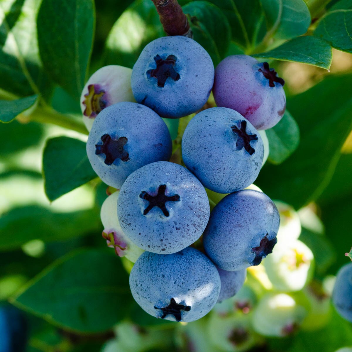 gurney's seed and nursery elliot blueberry in 2.5-quart pot