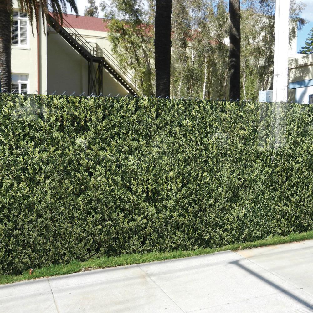 ivy chain link fence