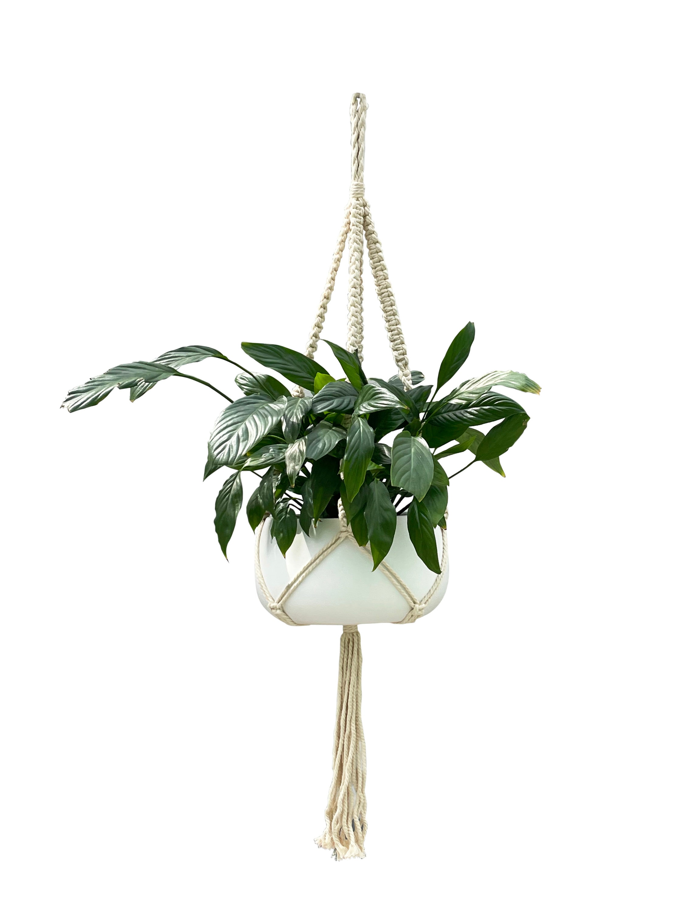 Plant hangers