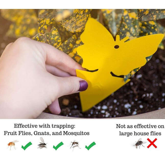 Supplies Insect Killer Fly Catcher Insect Trap Sticky Glue Paper Pest Control Supplies Insect Killer Fly Catcher Insect Trap Sticky Glue Paper Pest Control