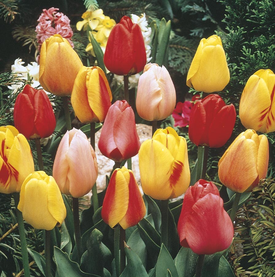 Lowe's Tulip Bulbs L20 in the Plant Bulbs department at Lowes.com