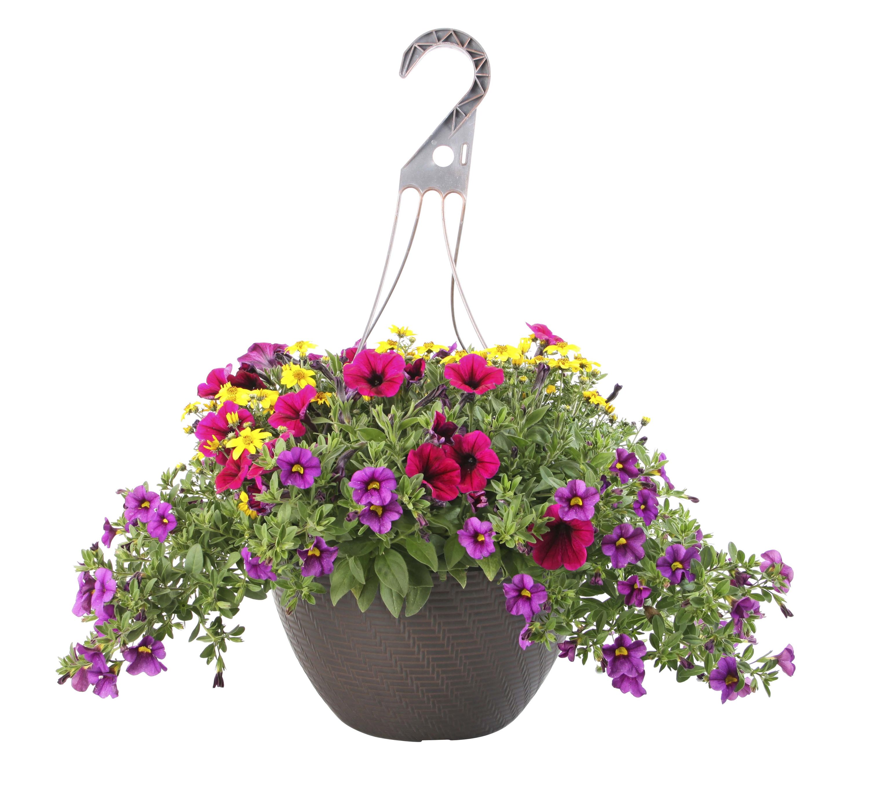 Lowe's Multicolor Mixed Annuals Combinations In 2-gallon Hanging Basket 