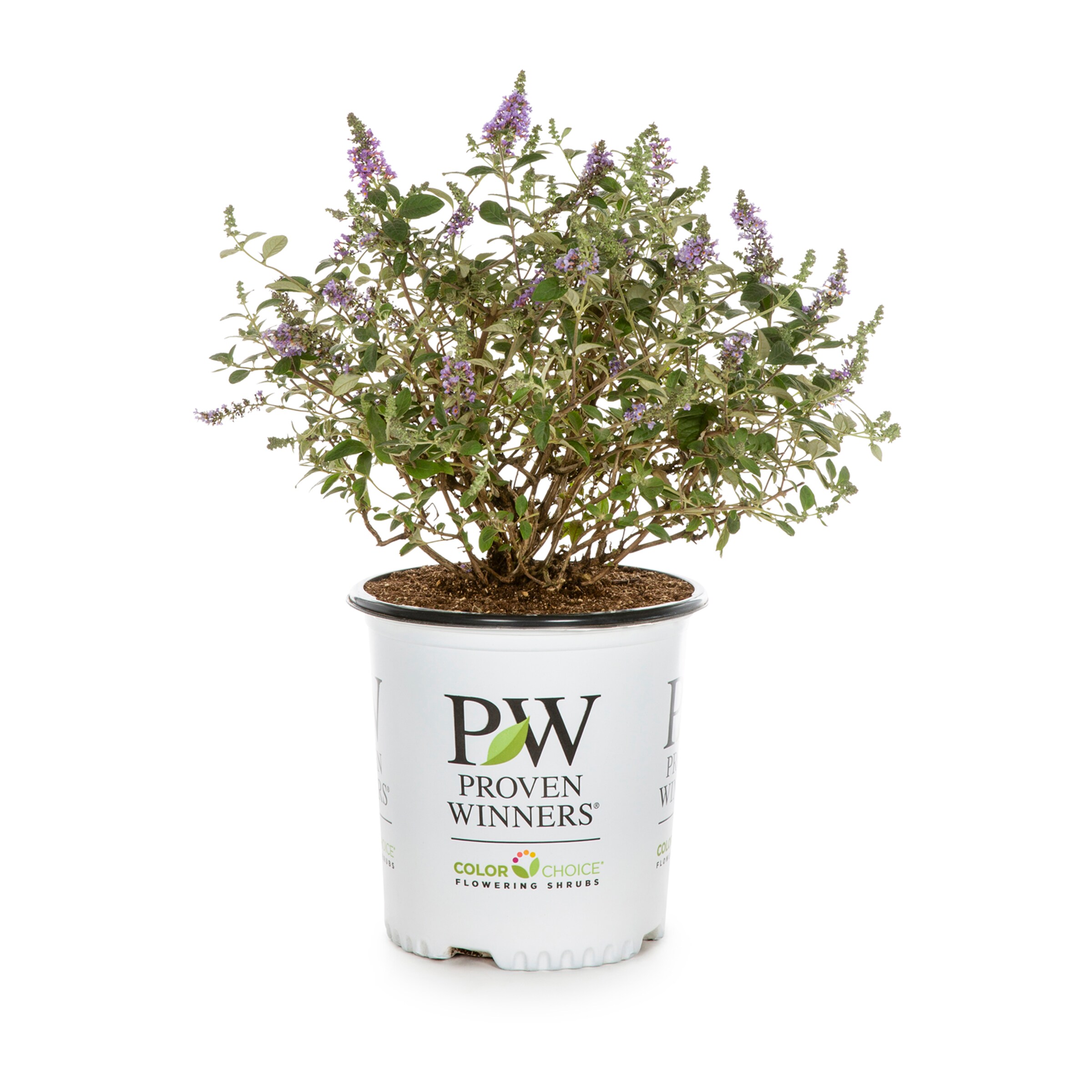 Proven Winners 20 Gallon Multicolor Lo and Behold Butterfly Bush ...