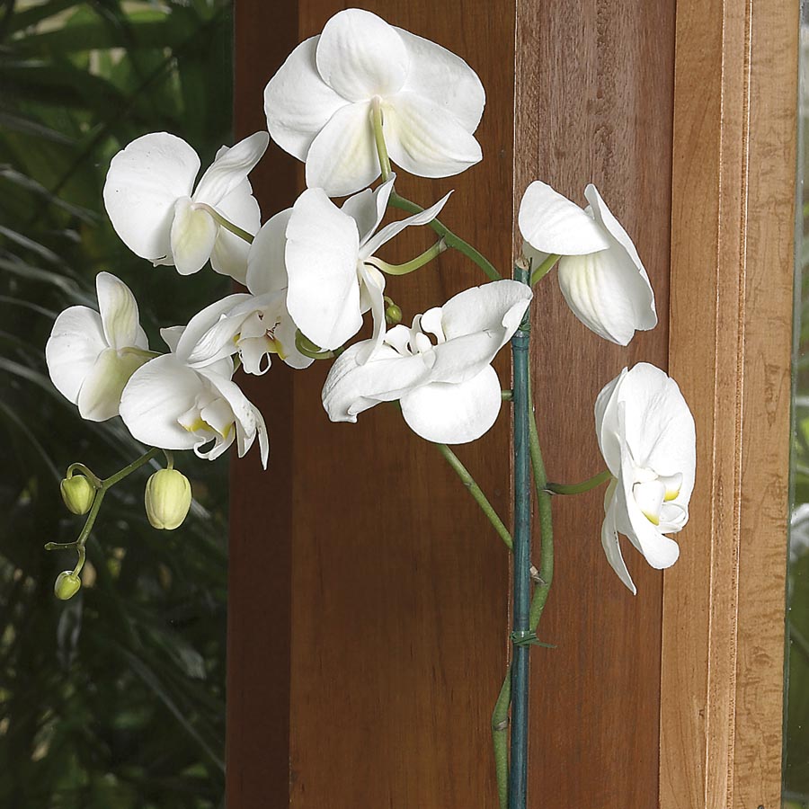 100 orchid seeds real Phalaenopsis Big white flower! 