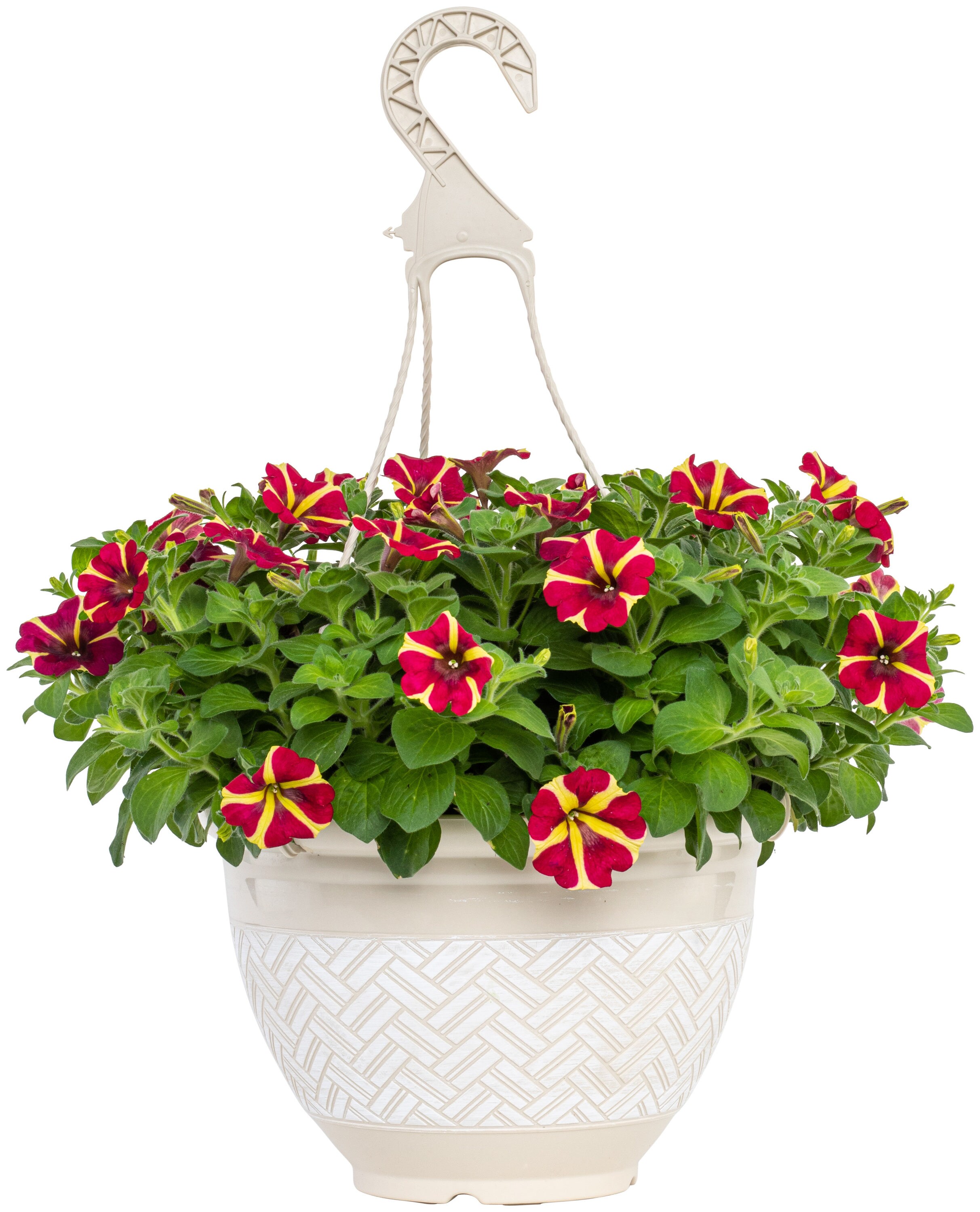 Is Miracle Grow Good for Petunias 