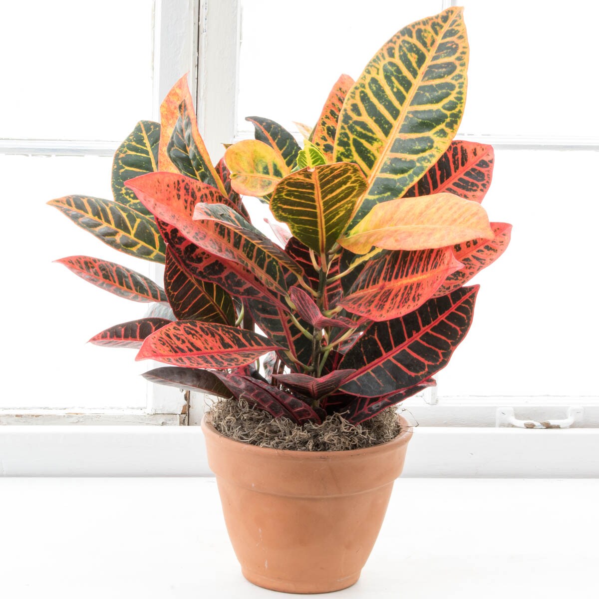 A Colorful Tropical That is Ideal for Bright Sun Location Indoors or in a Full Sun Patio Container in The Summer. Petra Croton Tropical Plant in a 4 inch Pot