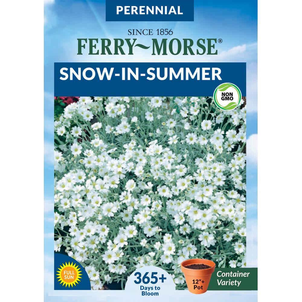 Ferry Morse 20 Milli Gram Snow in summer Flower Seeds Seed ...