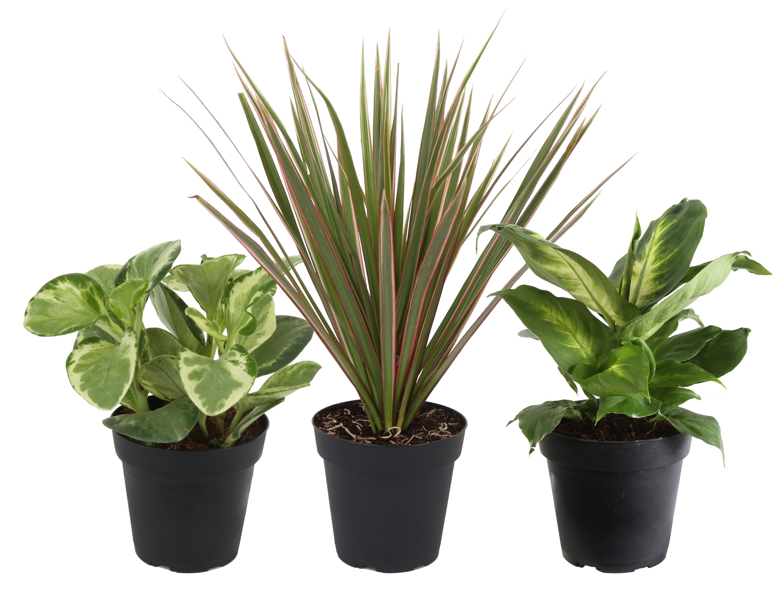 Lowe’s: Up to 45% Off Costa Farms Houseplants