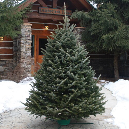 35ft Fraser Fir Real Christmas Tree in the Fresh Christmas Trees