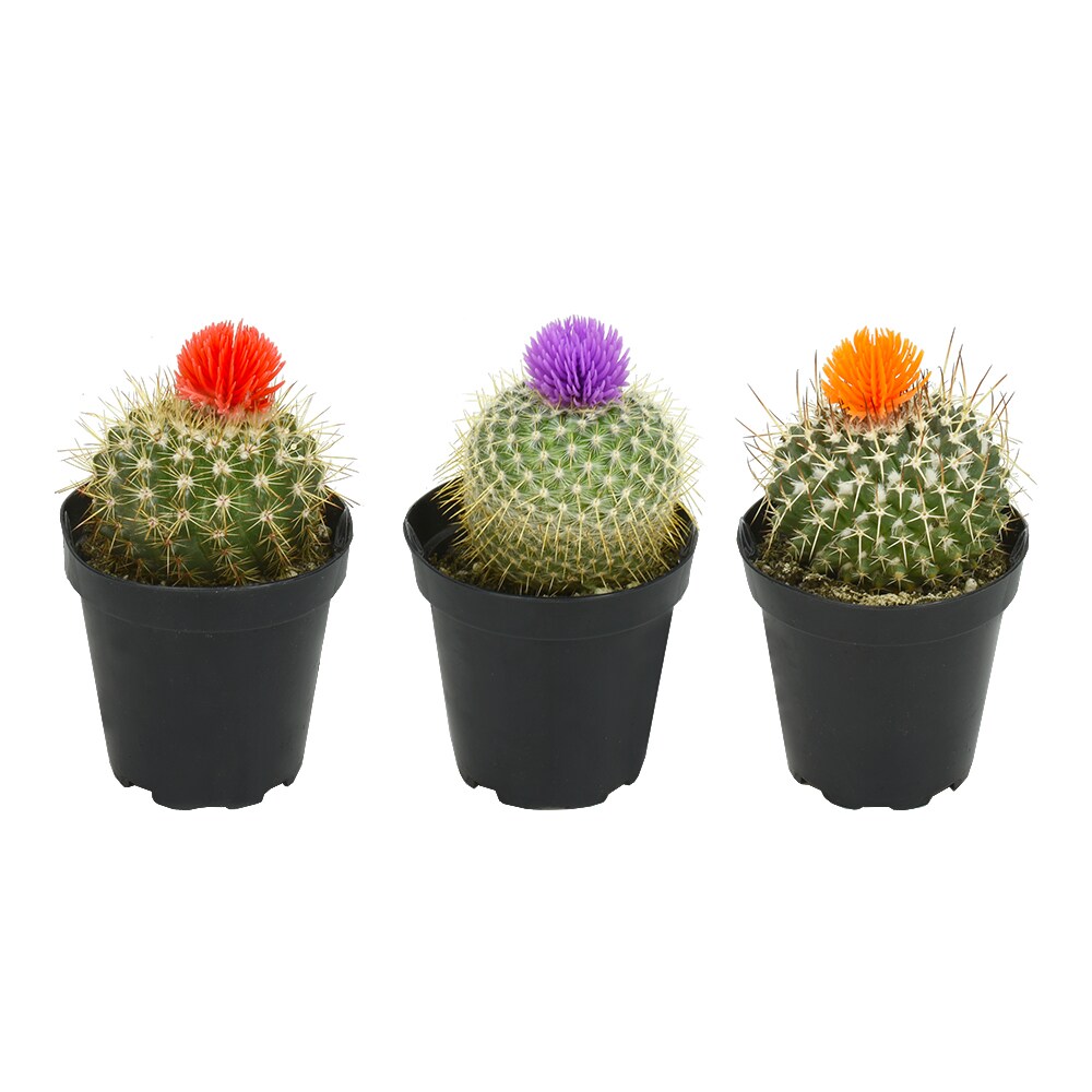 4 Artificial Succulents Plants 2 Blooming Cactus 2 Small Flower Grass 