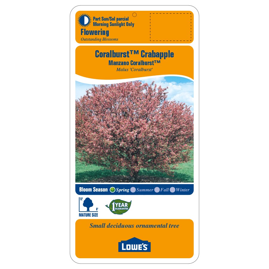 5.98-gallon Pink Flowering Tree Coralburst Crabapple In Pot (with Soil 