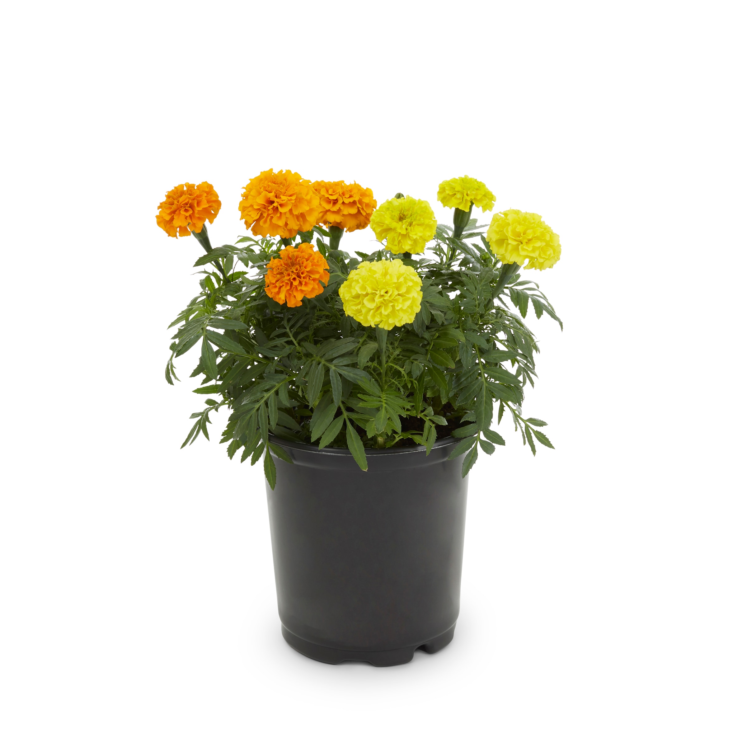 lowe's multicolor marigold in 2.5-quart pot in the annuals