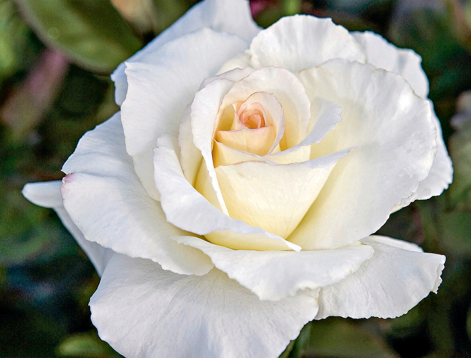 Wardrobe White Rose Wedding Gift Flower Love Natural Purity Flowering Plant 