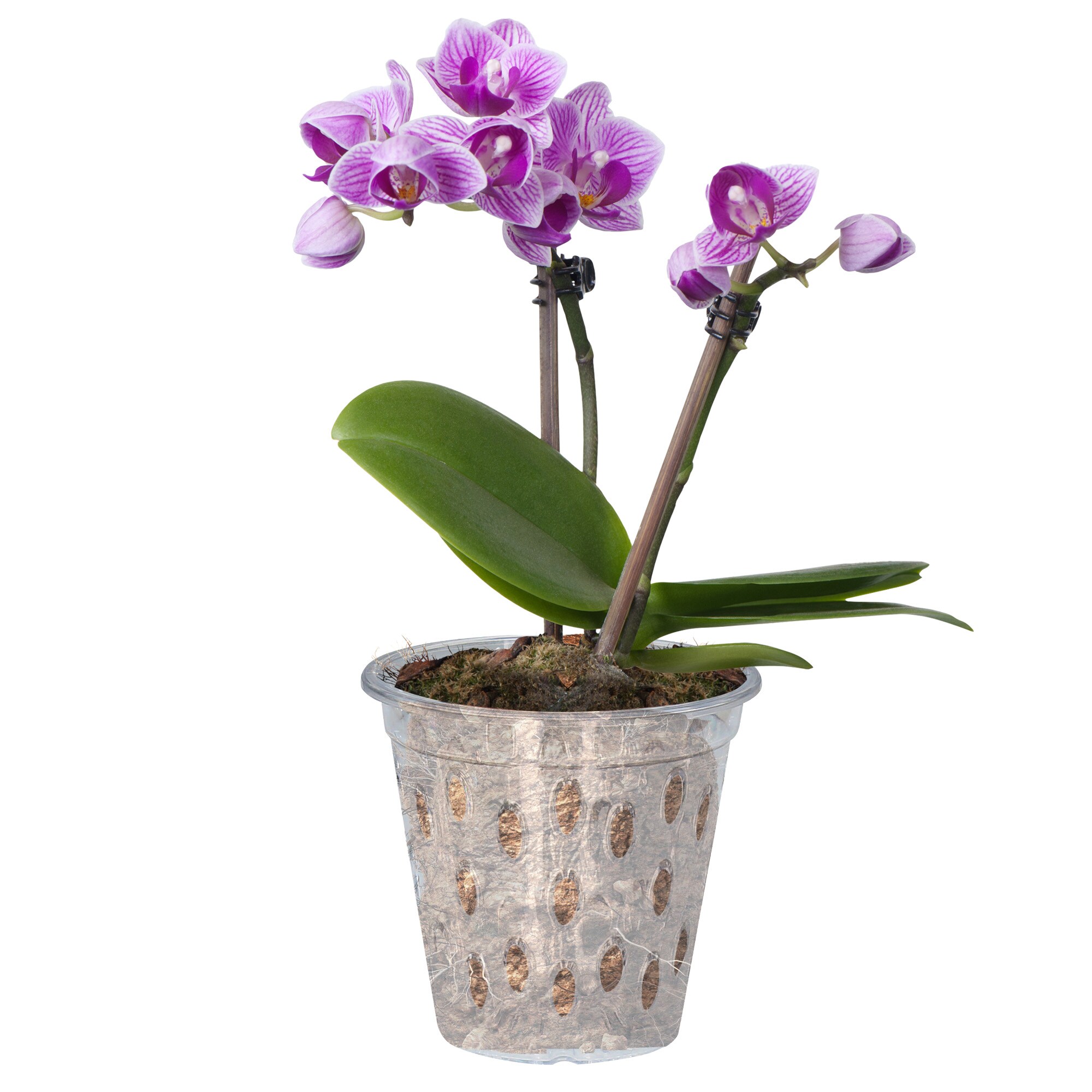 6087 3 x Stewart Garden Pot Clear Orchid Plant Pot Planter Plastic 11cm 