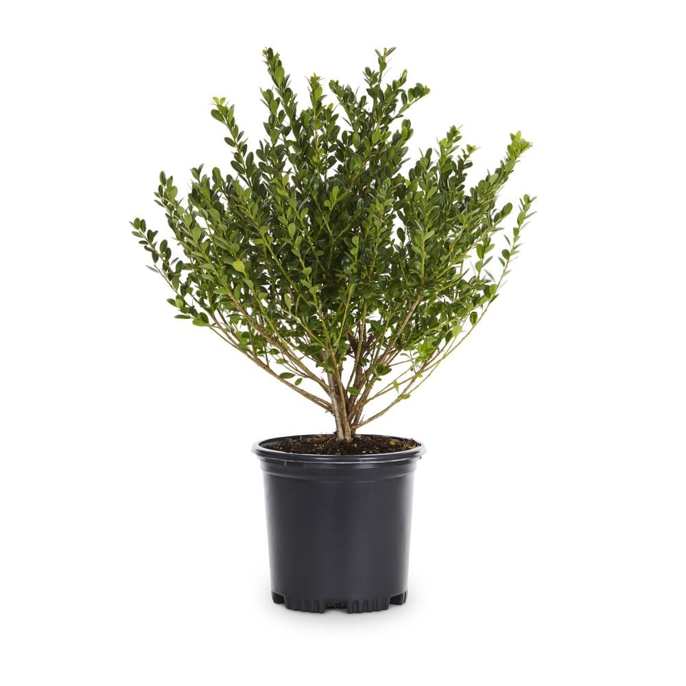 20.20 Quart Japanese Holly Compact Foundation/Hedge Shrub in Pot ...