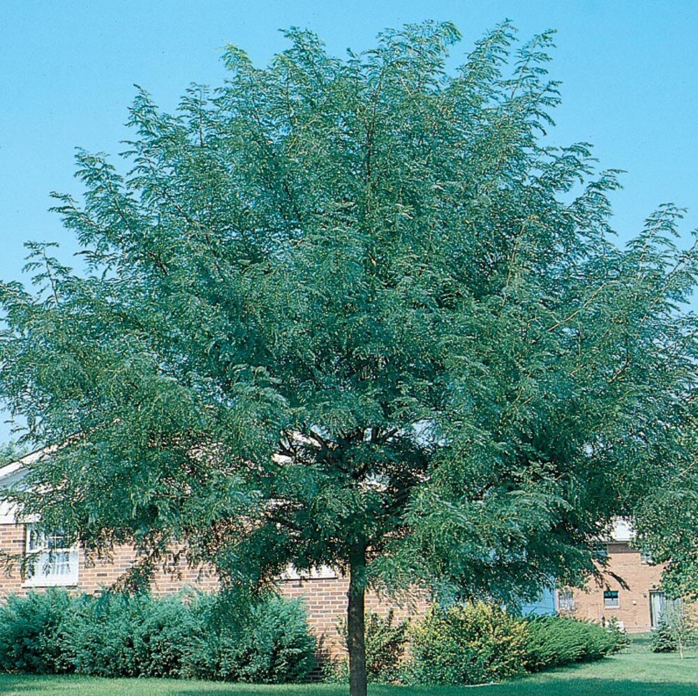 Shademaster Honeylocust Plants Bulbs Seeds At Lowes