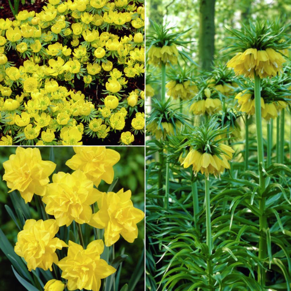 20 Count Deer, Rodent and Squirrel Resistant Yellow Garden Bulbs ...