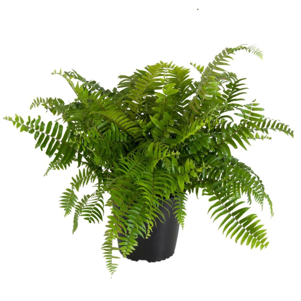 Tropical Plants of Florida Overall Height 28 to 34 Macho Fern 3 Gallon Pot 