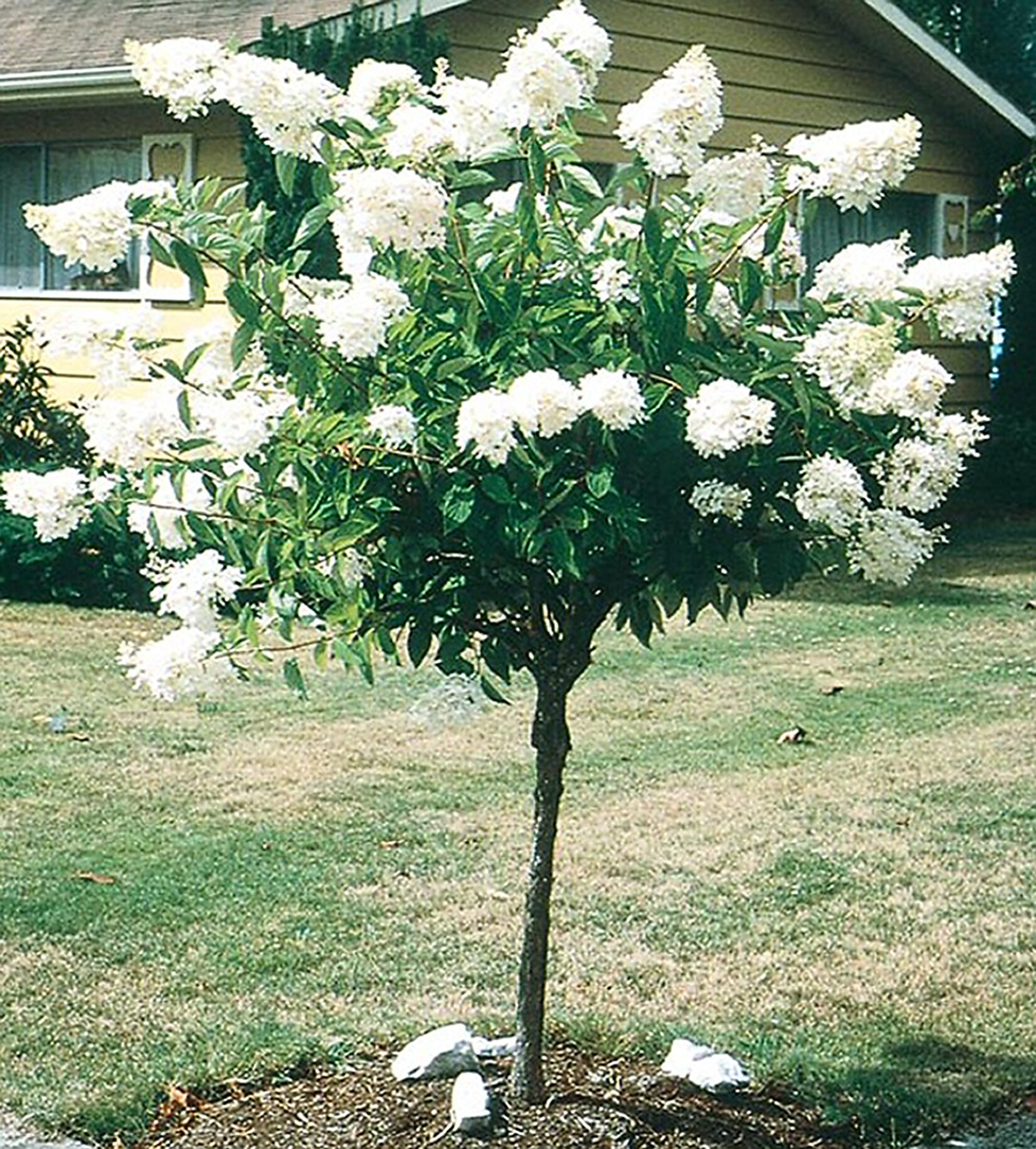 hydrangea paniculata tree