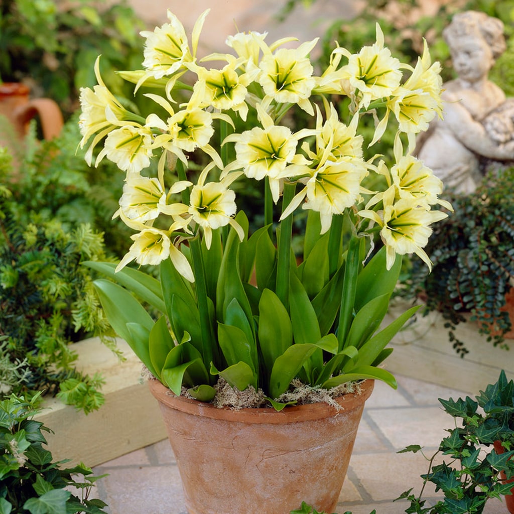 Please Read Description 3 Peruvian Daffodil Bulbs