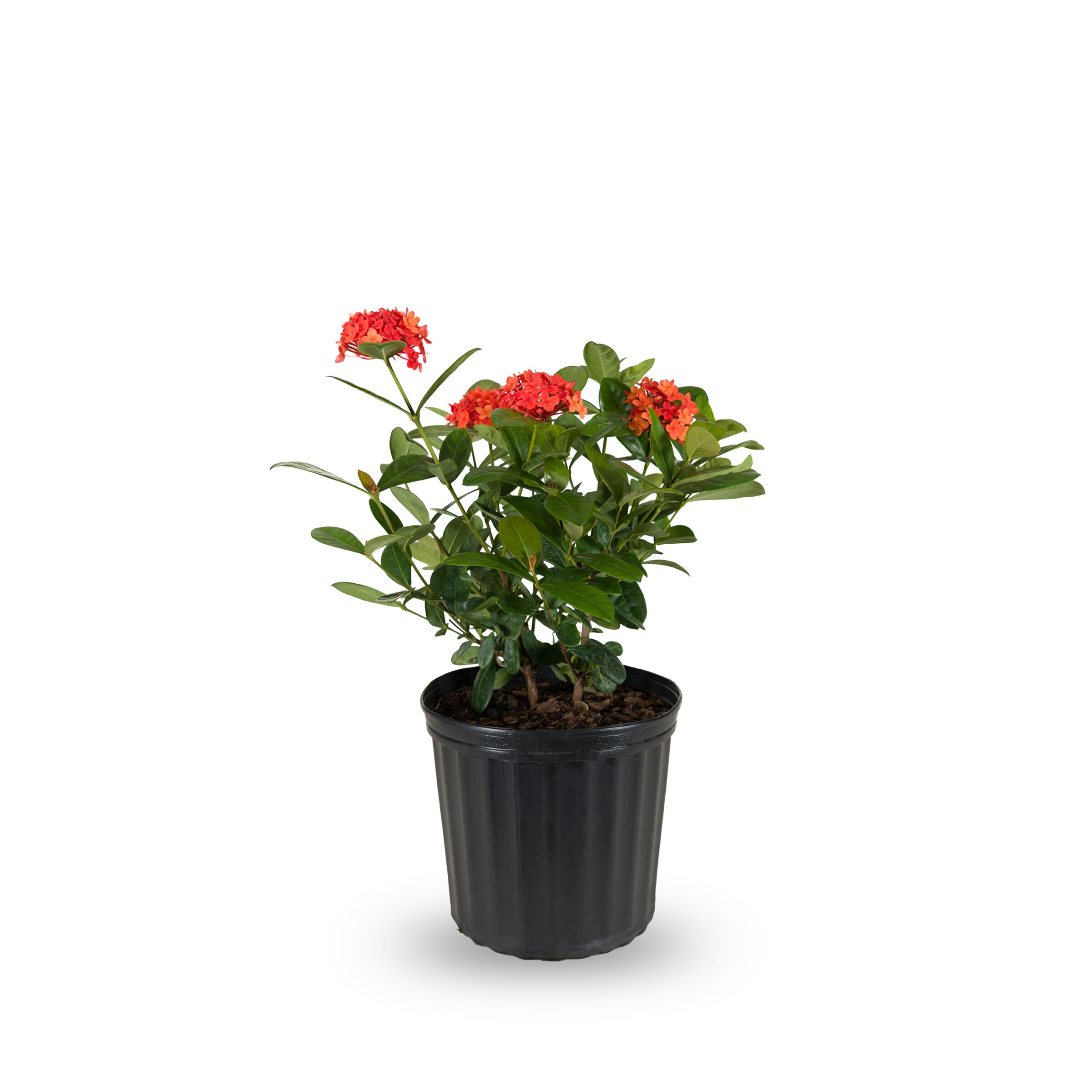 red ixora flowering shrub in 2-gallon (s) pot in the shrubs