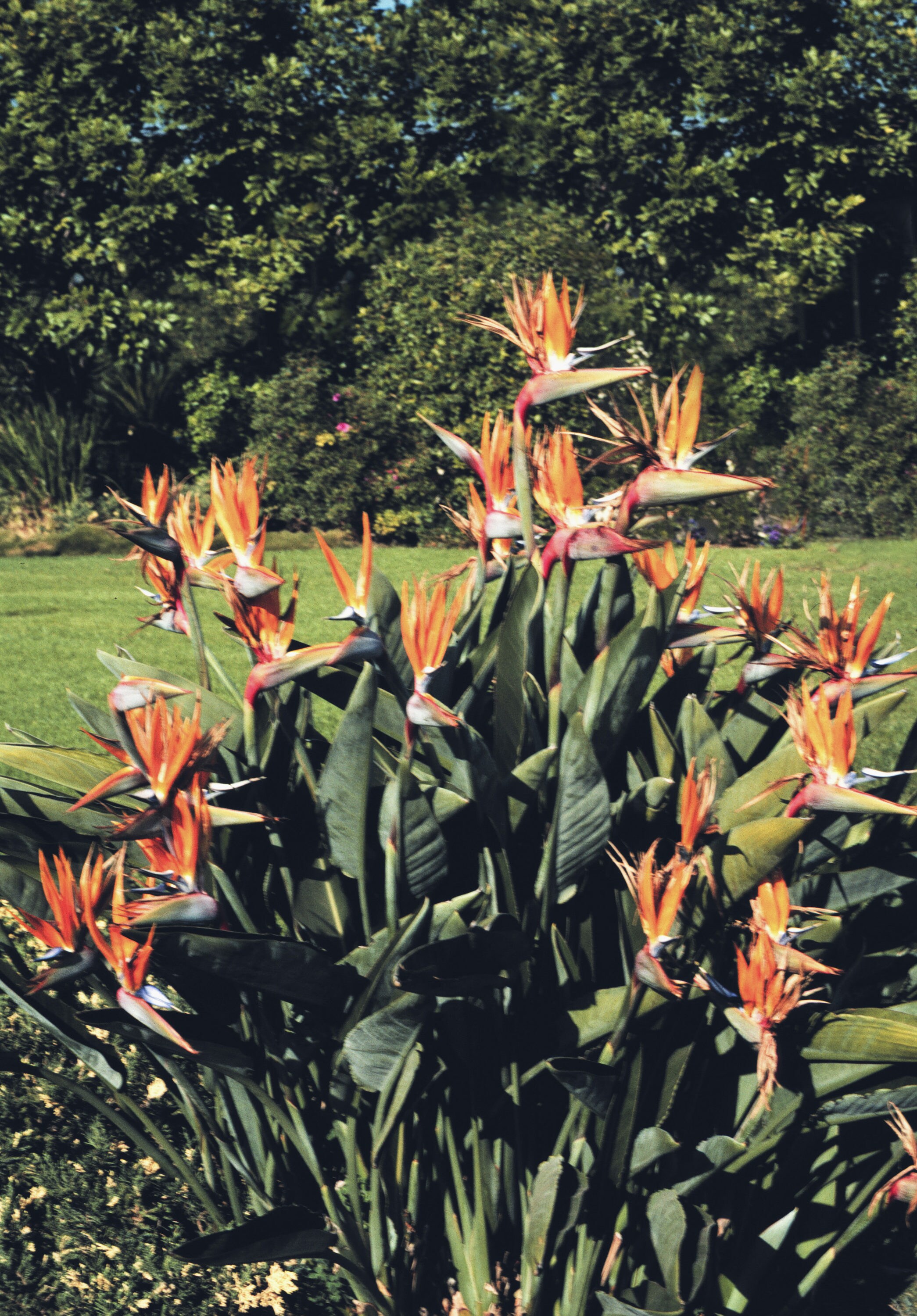 2Quart Multicolor Bird Of Paradise Flowering Shrub (L3068