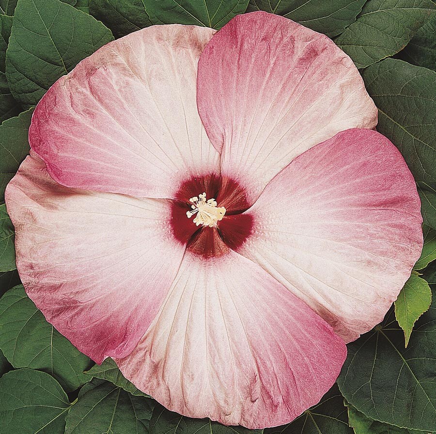 1 Quart In Pot Luna Pink Swirl Hibiscus Lw01141 In The Perennials Department At Lowes Com