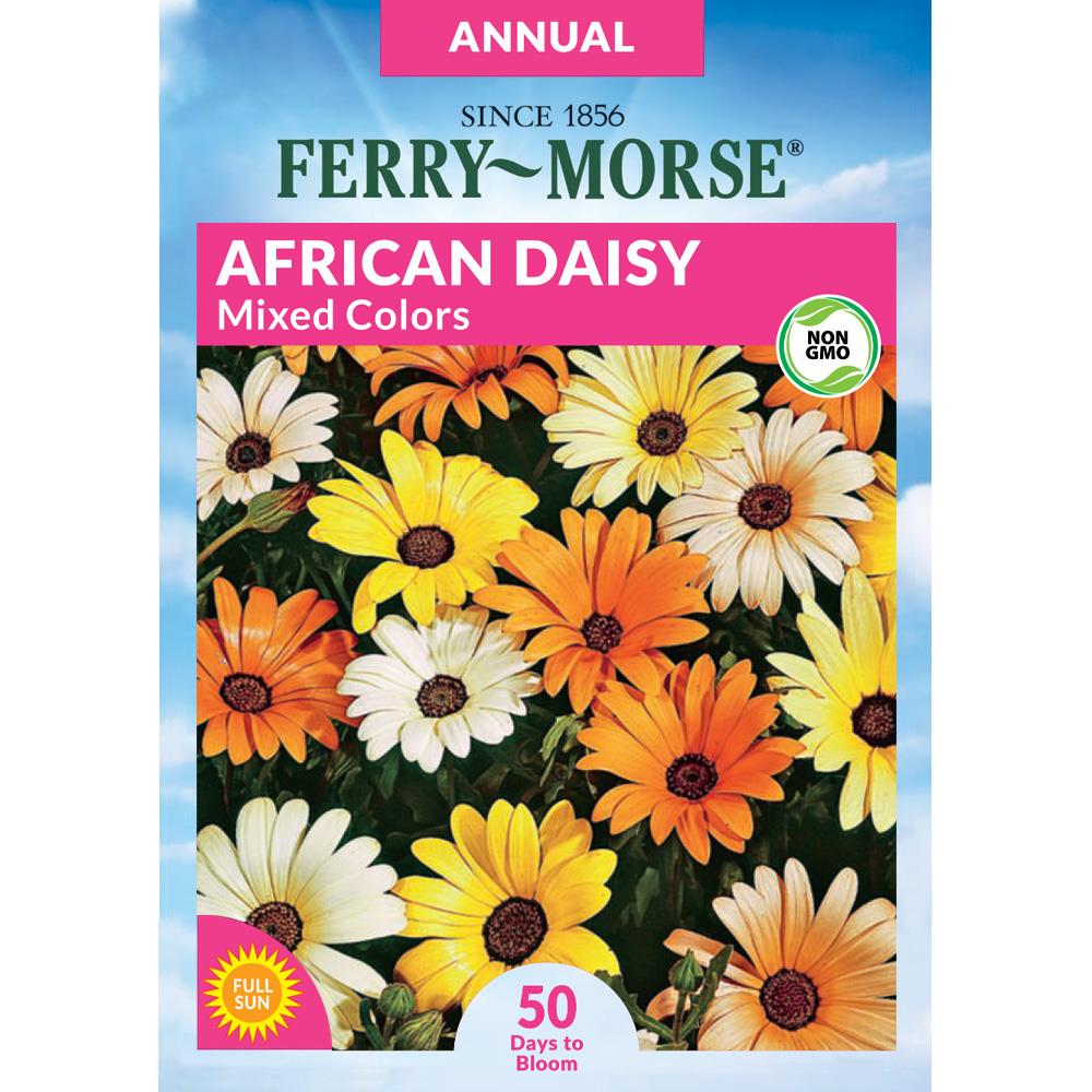 African Daisy White 50 Seeds 
