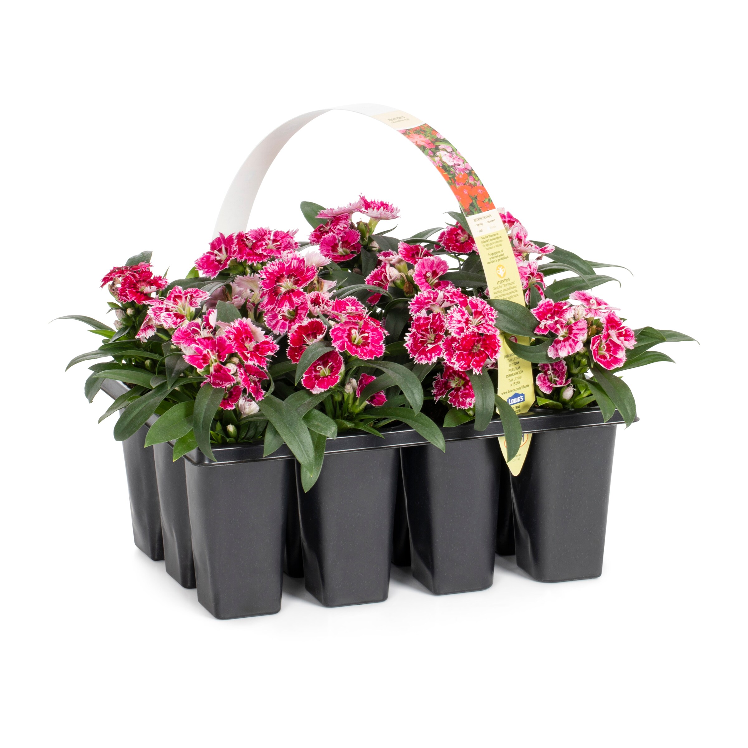 Lowe's 20 Pack Multicolor Dianthus in Tray L20 in the Annuals ...