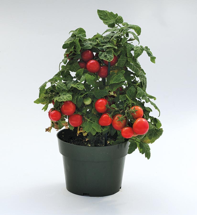 Lowe's Sweet-n-neat Cherry Tomato in 1-Gallon the Vegetable Plants department at Lowes.com