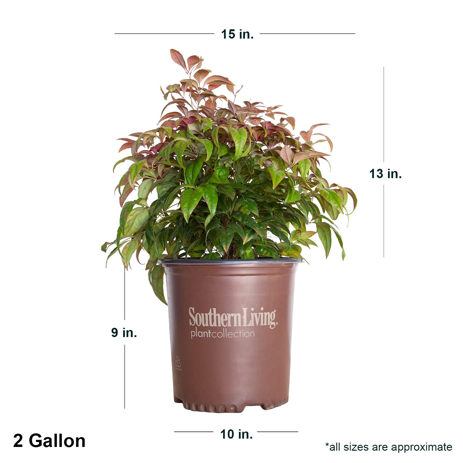 Accent Shrubs at Lowes.com