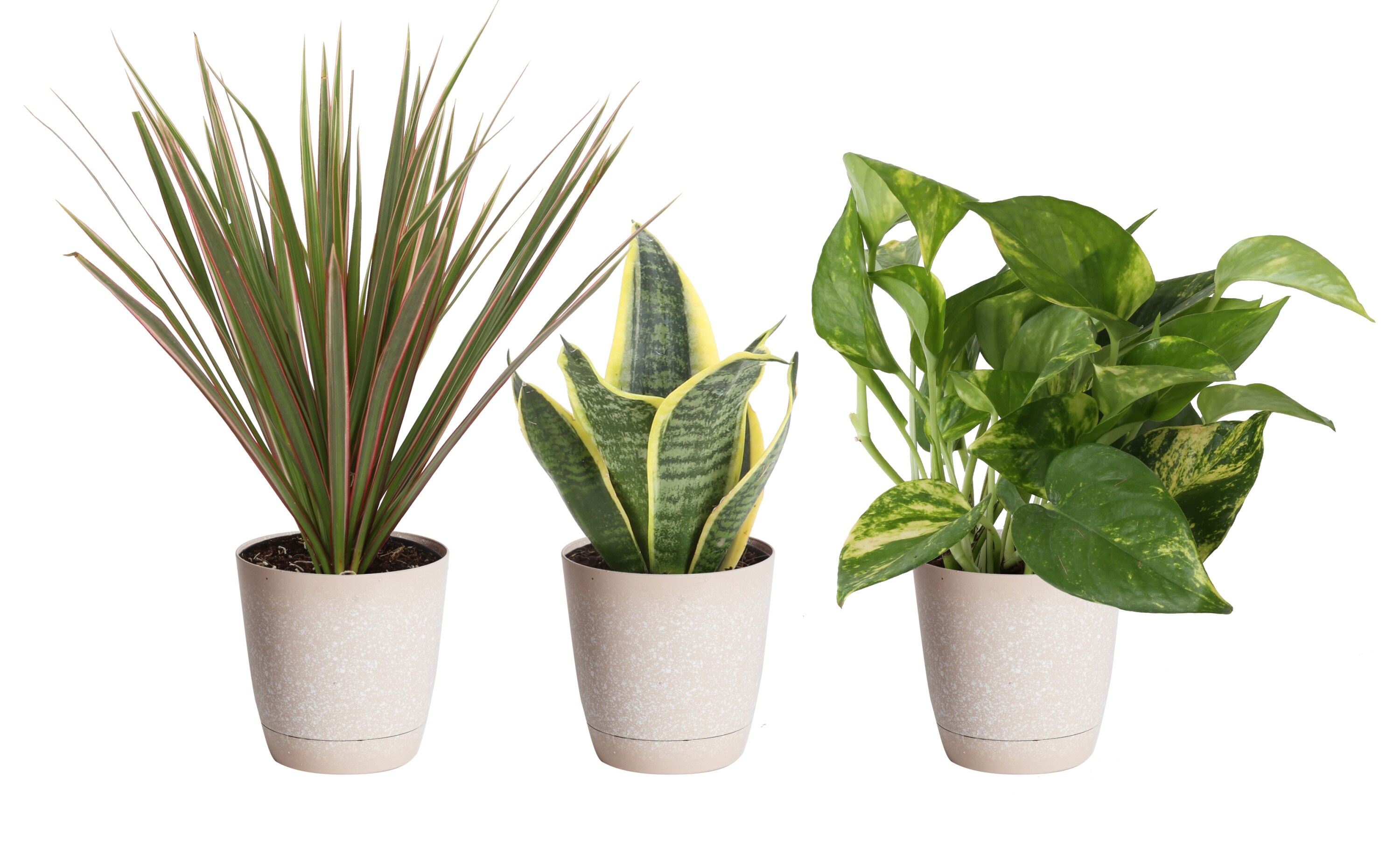 Costa Farms Assorted Foliage Plant in 4-in Pot 3-Pack in department at Lowes.com