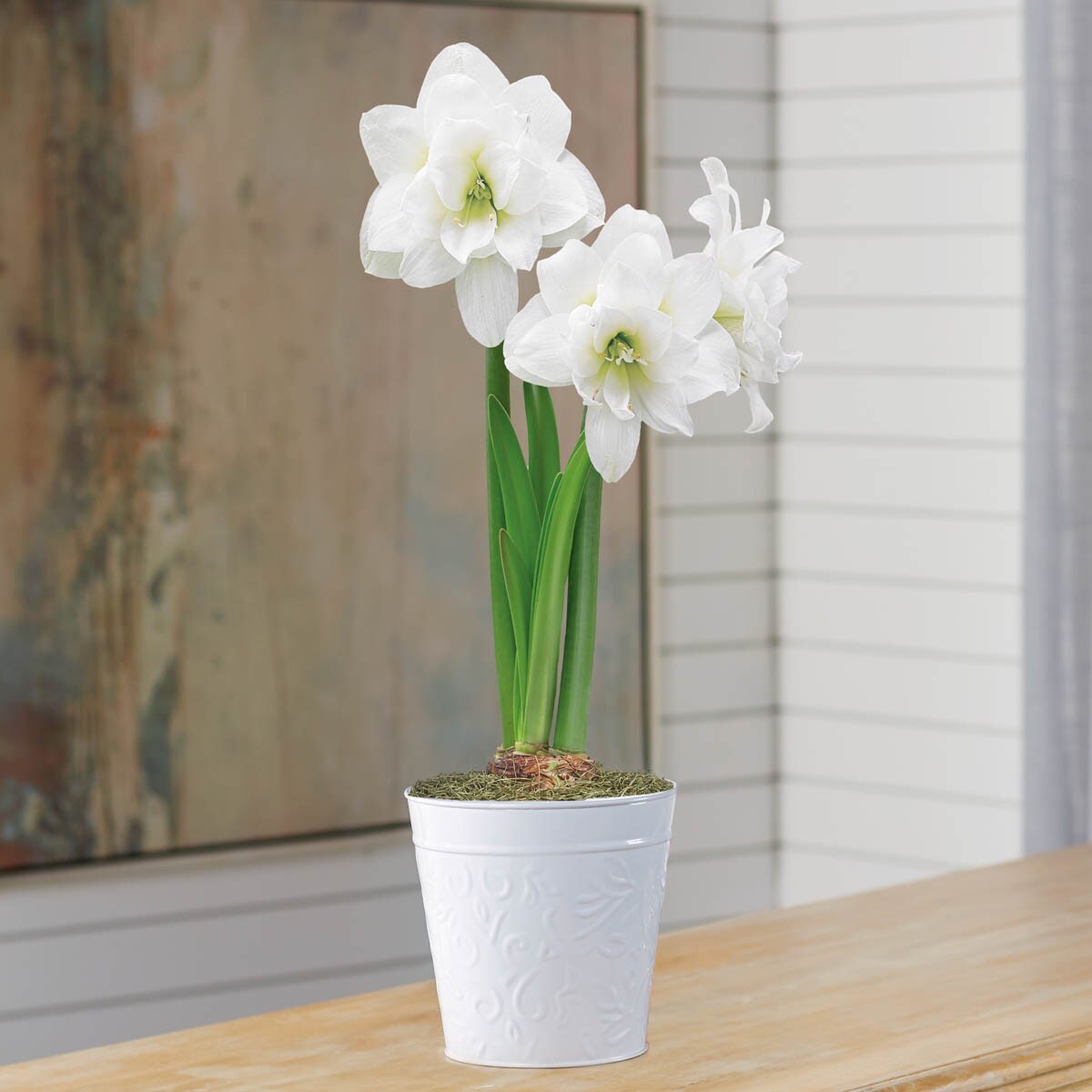 Details about   Marquis Amaryllis Double White Bloom Green Leaves Medium Size Bulb 