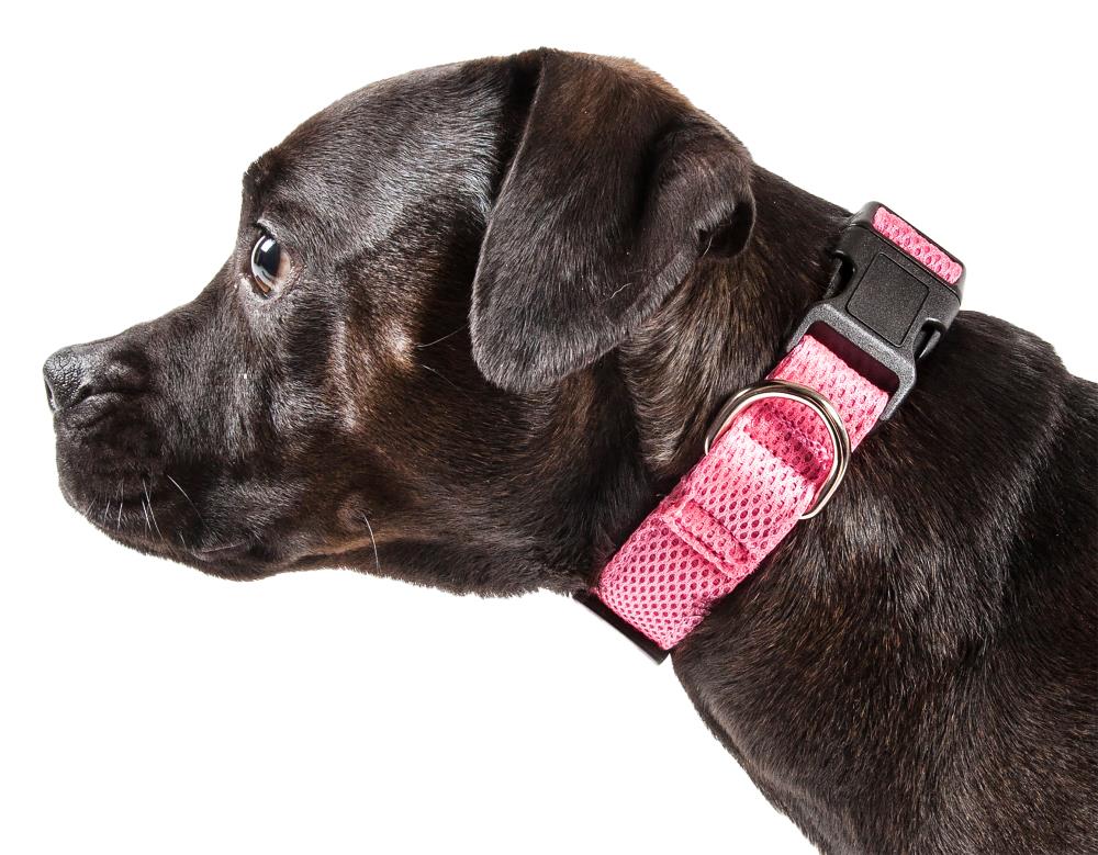 BROWN YELLOW "BATMAN" chihuahua dog puppy collar collar & lead or harness 