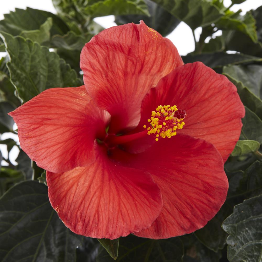 Details about   Live Hibiscus Tree Braided Mix Average Height 44" to 48"  10" pot. 4 Colors 
