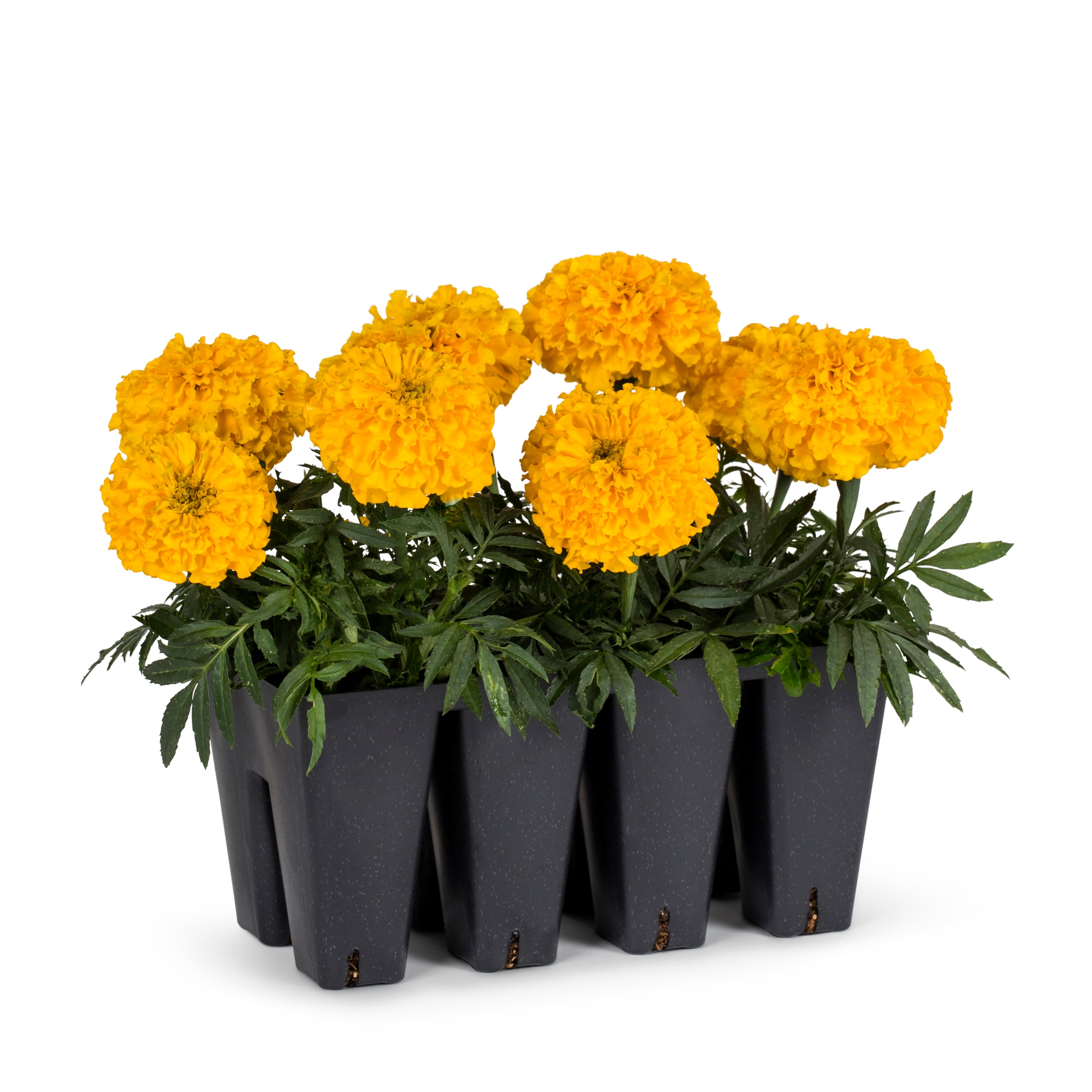 Deer Resistant Annuals at Lowes.com