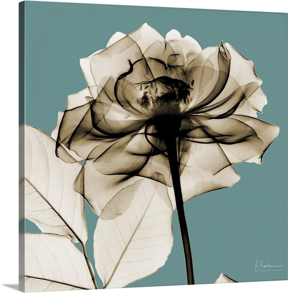 ROSE CANVAS ART  BROWN SEPIA FLORAL PRINT mounted A1 