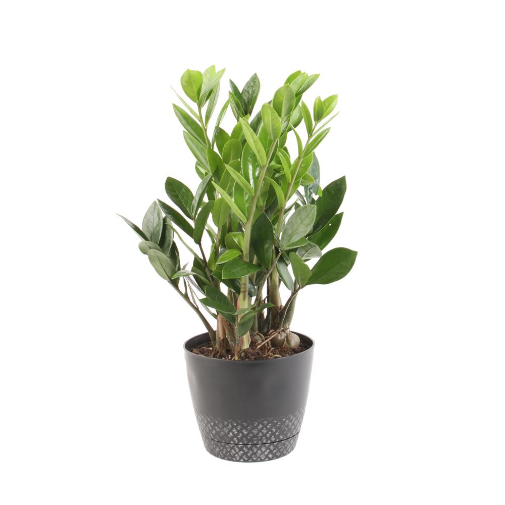Plants of Steel Zamioculcas in 20.20 Quart Plastic Pot in the House ...