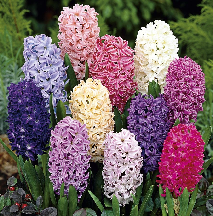 Multicolor Hyacinth (L17328) Tray 15-Count in the Plant Bulbs department Lowes.com