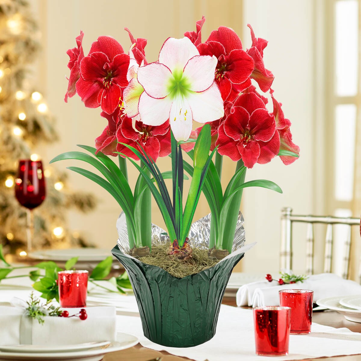 26/28+cm.A Big Wooden Pot Included As Well As A Beautiful Greeting Card 1 Bulb Large Christmas Gifts Amaryllis Flamenco Queen Raspberry Red and White