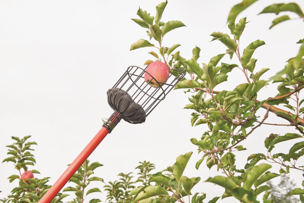 Orange Fruit Picker Basket Tree Fruits Picking Harvesting Tool with Cushion to Prevent Bruising Gardening Supplies Metal