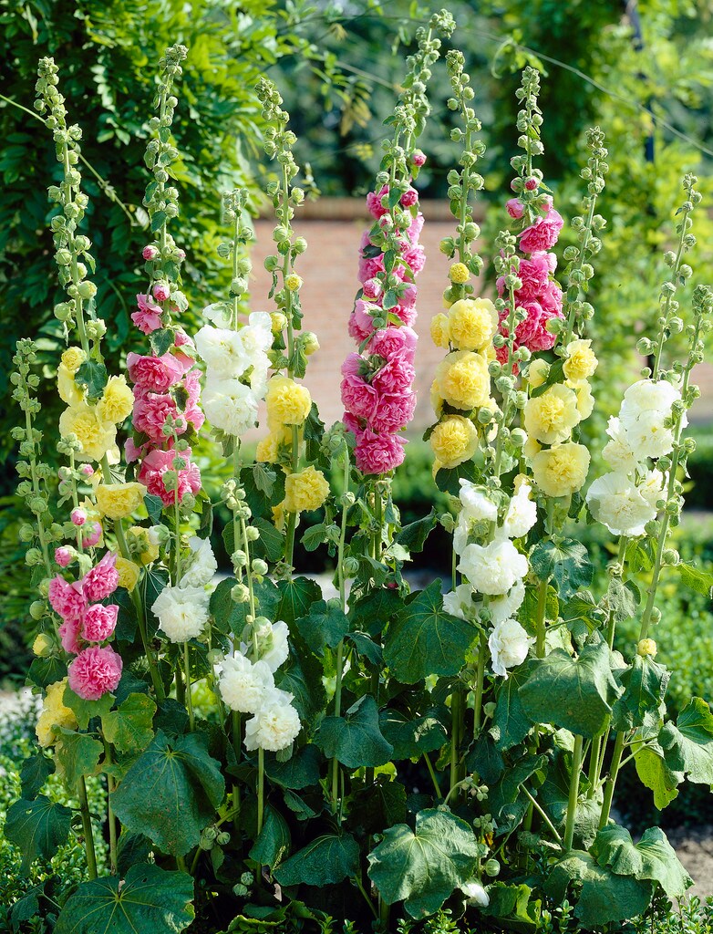 various colors and mixed packs Hollyhock seeds 