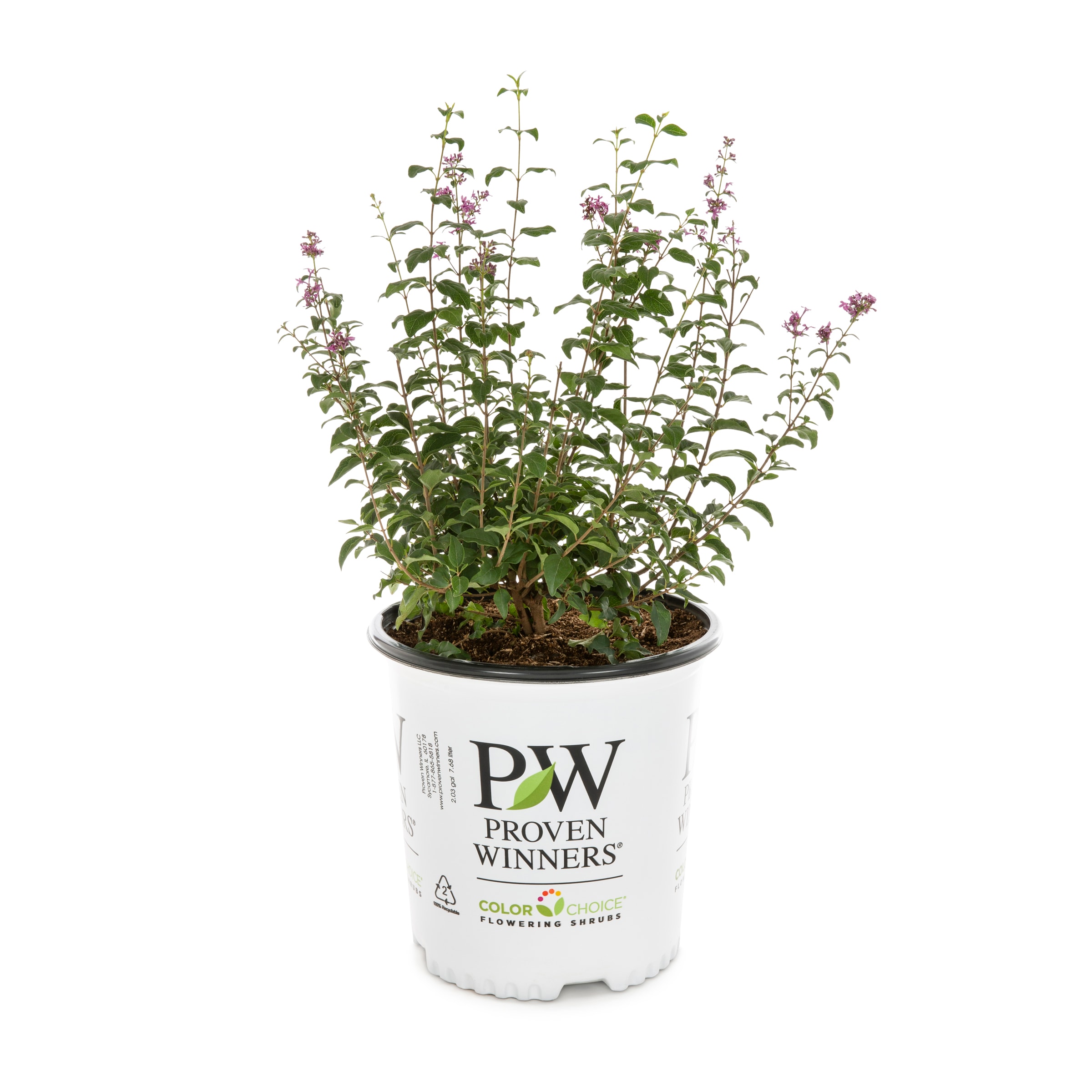 Proven Winners Lilac Bloomerang Pw Flowering Shrub in 20 Gallon Pot ...