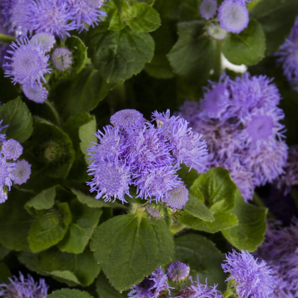 Lowe's Multicolor Ageratum in 20 Pack Tray in the Annuals ...